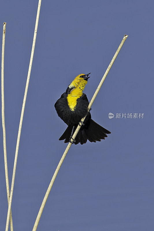 黄头黑鸟(Xanthocephalus Xanthocephalus)是一种中等大小的黑鸟，在黄石国家公园的水边被发现。怀俄明。雄性鸟。